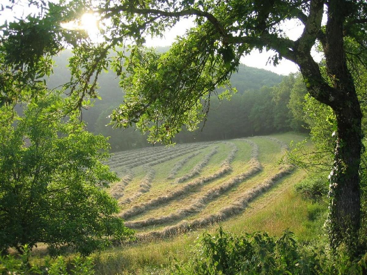 Domaine De Cantegrel - Gites De Charme Et Suite Troglodyte En Perigord Vitrac  Zewnętrze zdjęcie